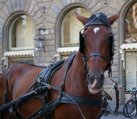 Horse drawing a caleche cab in Florence photo