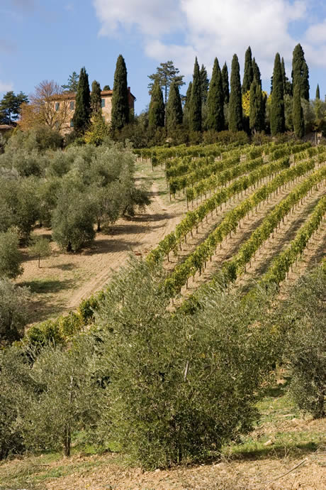 Tuscany countryside near Florence photo